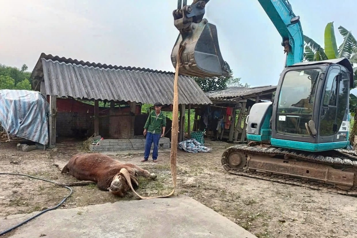 Bò chết do mắc bệnh viêm da nổi cục tại thôn Đức Phú 2, xã Tuyên Phú. Ảnh: Báo Quảng Trị.