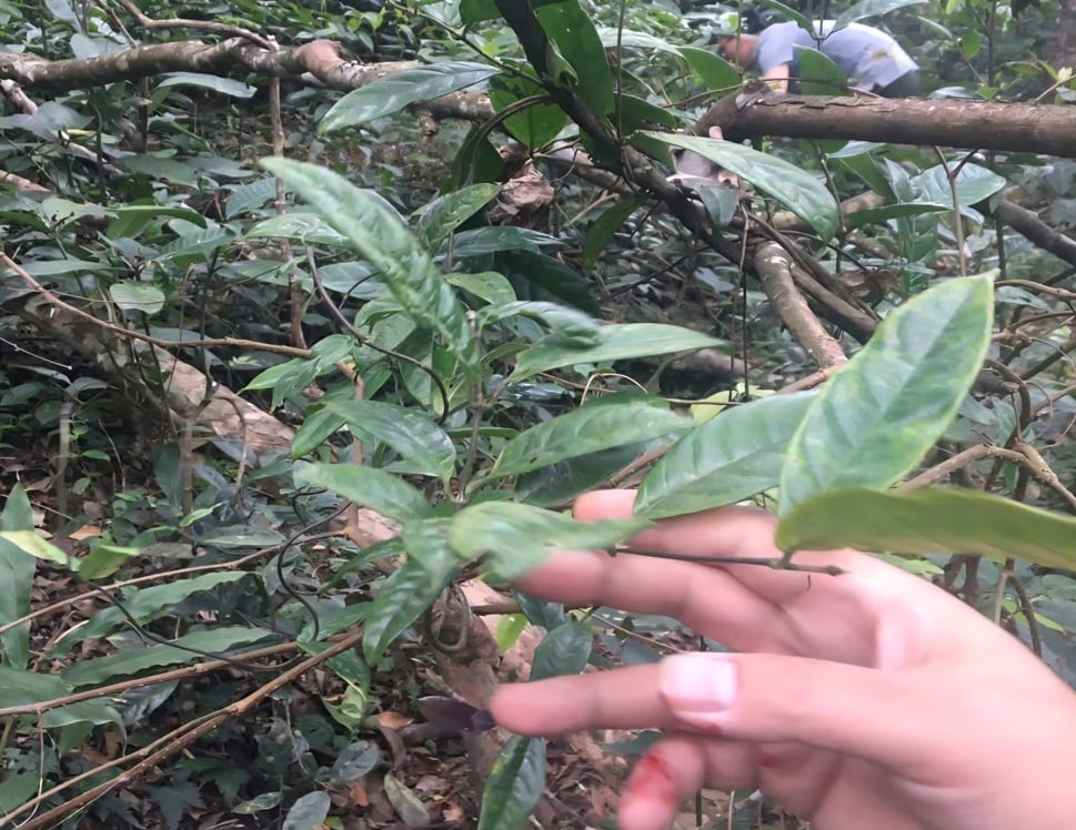 Cây ba kích trong rừng tự nhiên Đồng Sơn - Kỳ Thượng. Ảnh: Nguyễn Bá Lâm.
