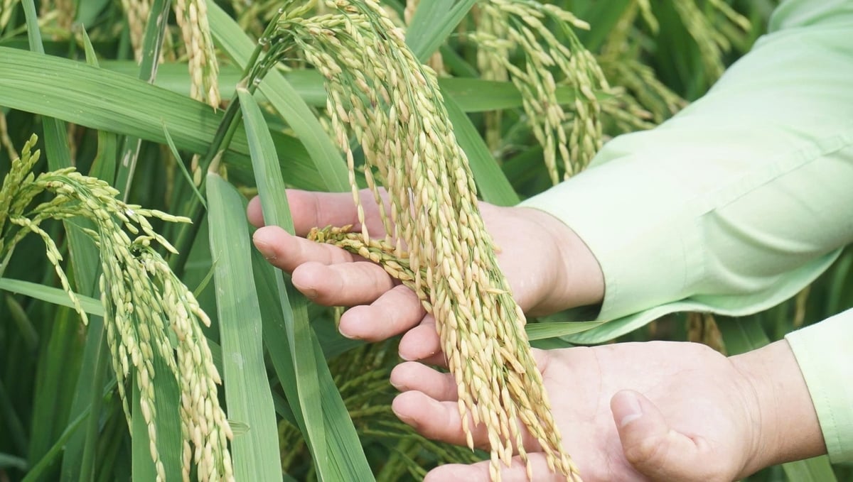 Các giống lúa chống chịu sâu bệnh tốt góp phần quan trọng vào thắng lợi vụ đông xuân 2025 - 2026 tại các tỉnh Bắc Trung Bộ. Ảnh: Quốc Toản. 