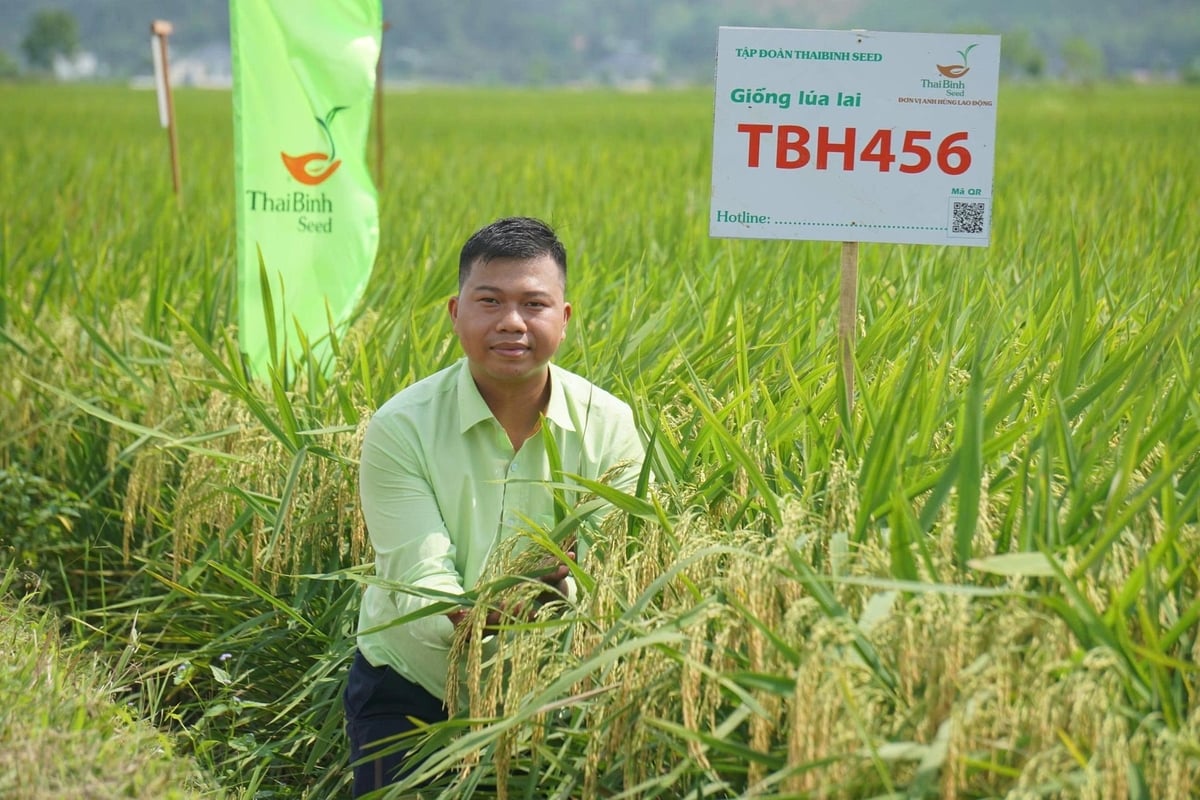 Chủ động đưa các bộ giống lúa chất lượng cao vào canh tác giúp tăng năng suất rõ rệt. Ảnh: Quốc Toản. 
