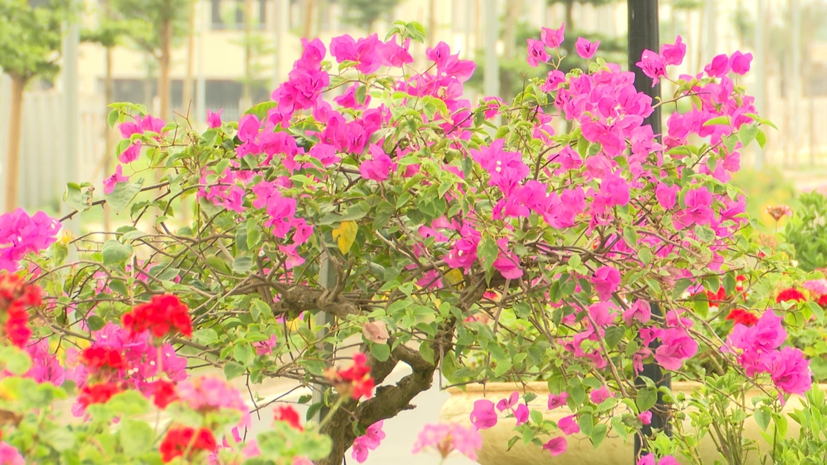 Các loài hoa khoe sắc trong khuôn viên của khu công nghiệp. Ảnh: Trần Văn.