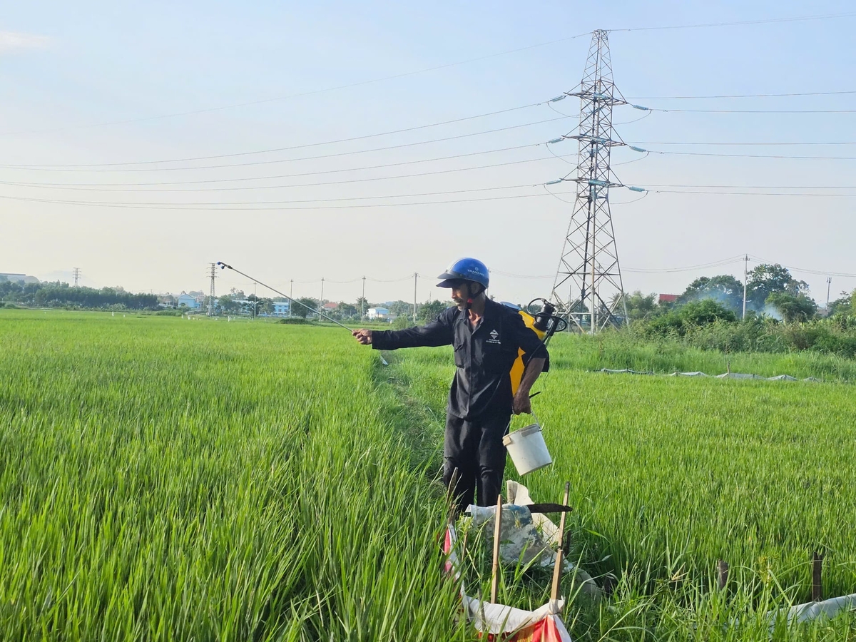 Thuốc sinh học chỉ được HTX Hòa Tiến 1 sử dụng khi lúa ngậm sữa bị nhiễm rầy nâu nặng. Ảnh: Lan Anh.