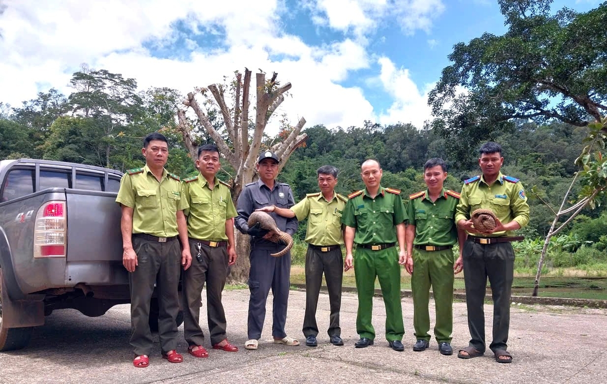 Việc thả động vật hoang dã về môi trường tự nhiên được phối hợp chặt chẽ giữa các ngành liên quan. Ảnh: Đăng Lâm.