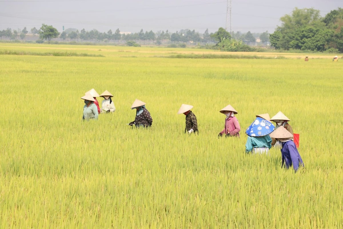 Bài toán kiểm soát thuốc bảo vệ thực vật trên cánh đồng lớn ở HTX Hòa Tiến 1 đang được giải quyết rất triệt để. Ảnh: Lan Anh.