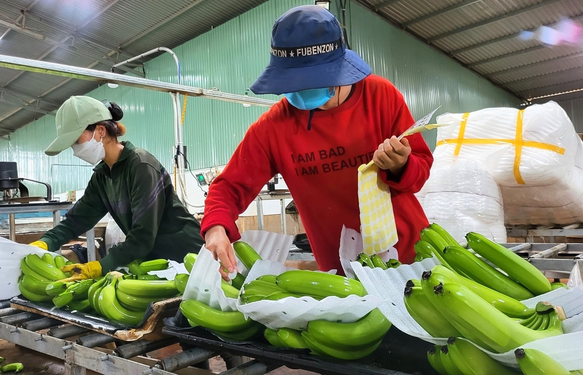 Sản phẩm chuối đã có mặt ở nhiều nước trên thế giới. Ảnh: Tuấn Anh.