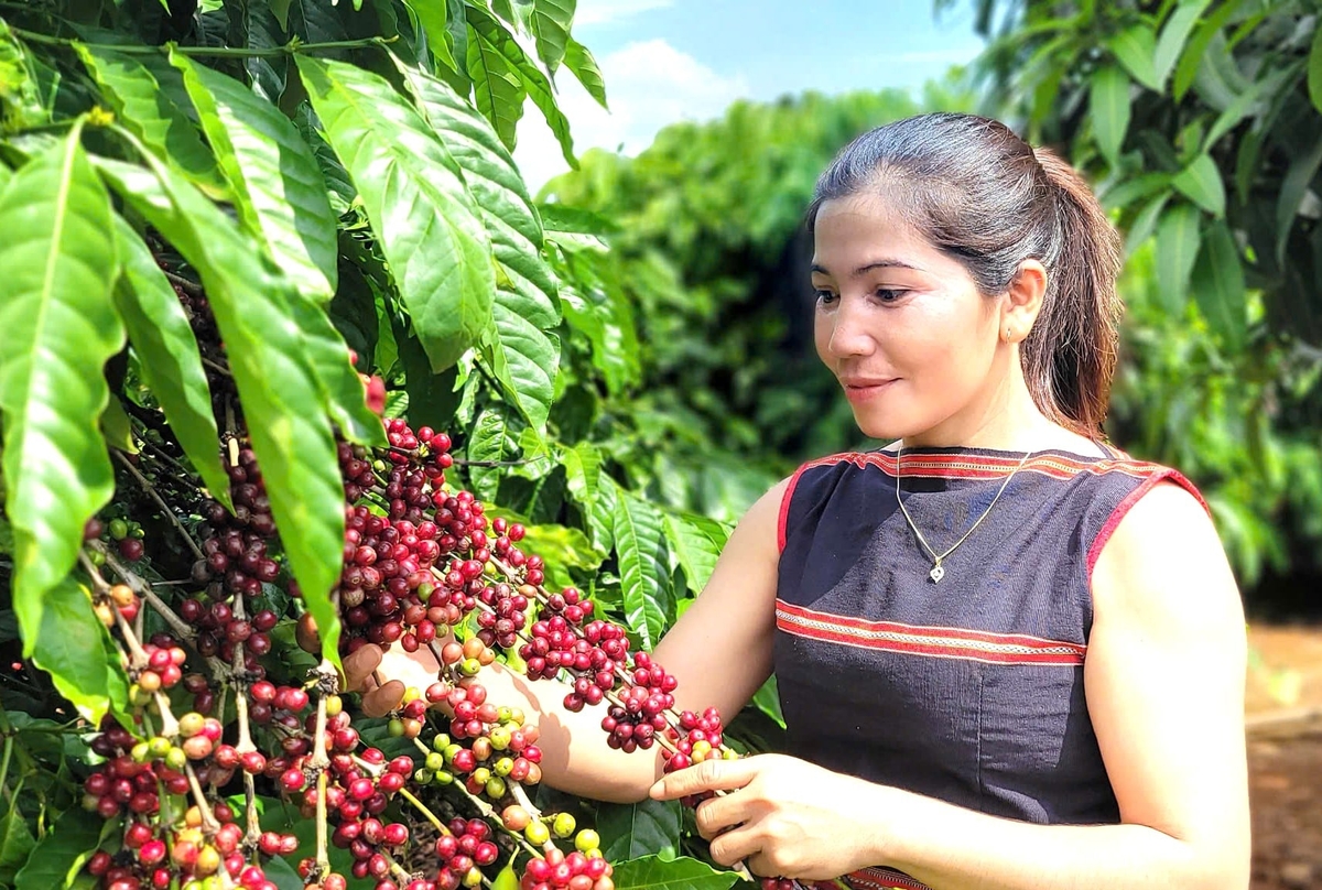 Cà phê là cây trồng chủ lực của tỉnh Gia Lai với diện tích trên 109.000 ha. Ảnh: Tuấn Anh.