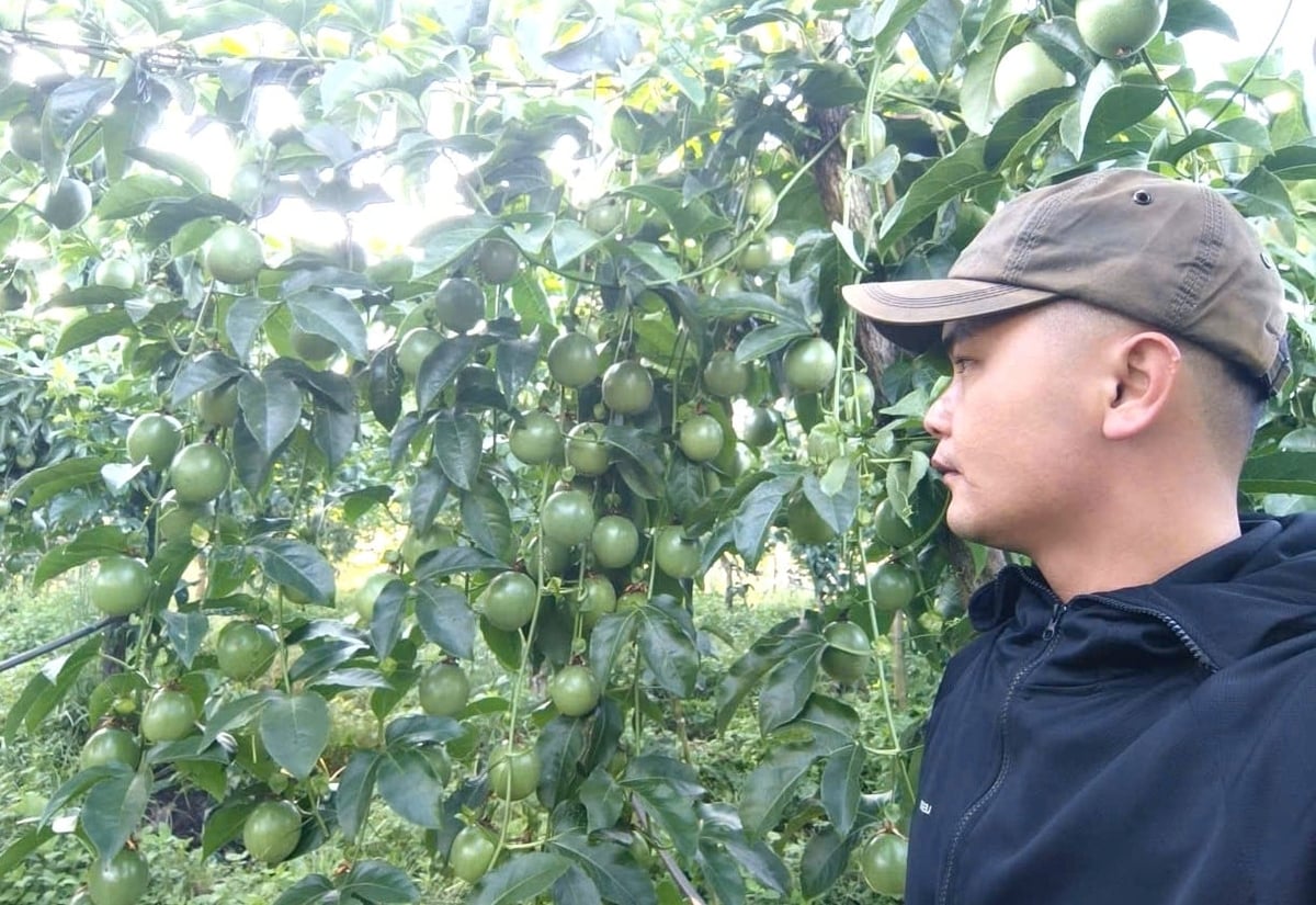 Diện tích chanh dây đang ngày càng được mở rộng. Ảnh: Tuấn Anh.