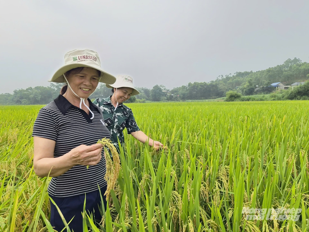 Nông dân Tuyên Quang phấn khởi khi giống lúa VNR86 được mùa. Ảnh: Đào Thanh.