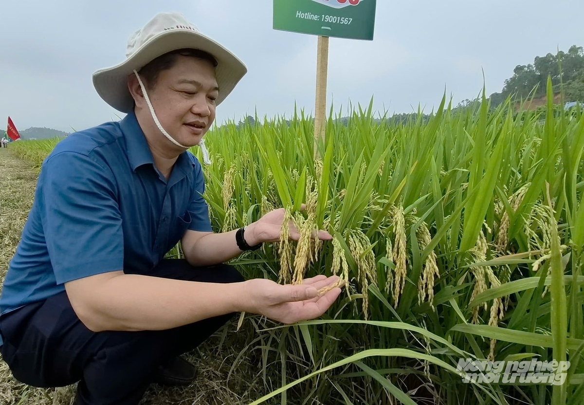 Ông Giang Đức Hiệp, Chi cục trưởng Chi cục Trồng trọt và Bảo vệ thực vật Tuyên Quang đánh giá cao khả năng thích nghi với điều kiện thời tiết khắc nghiệt và năng suất của giống lúa VNR86. Ảnh: Đào Thanh.