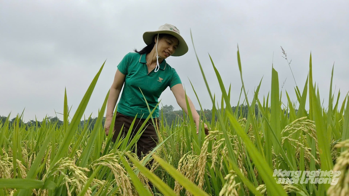 Giống lúa VNR86 trĩu bông trên đồng ruộng xứ Tuyên. Ảnh: Đào Thanh.