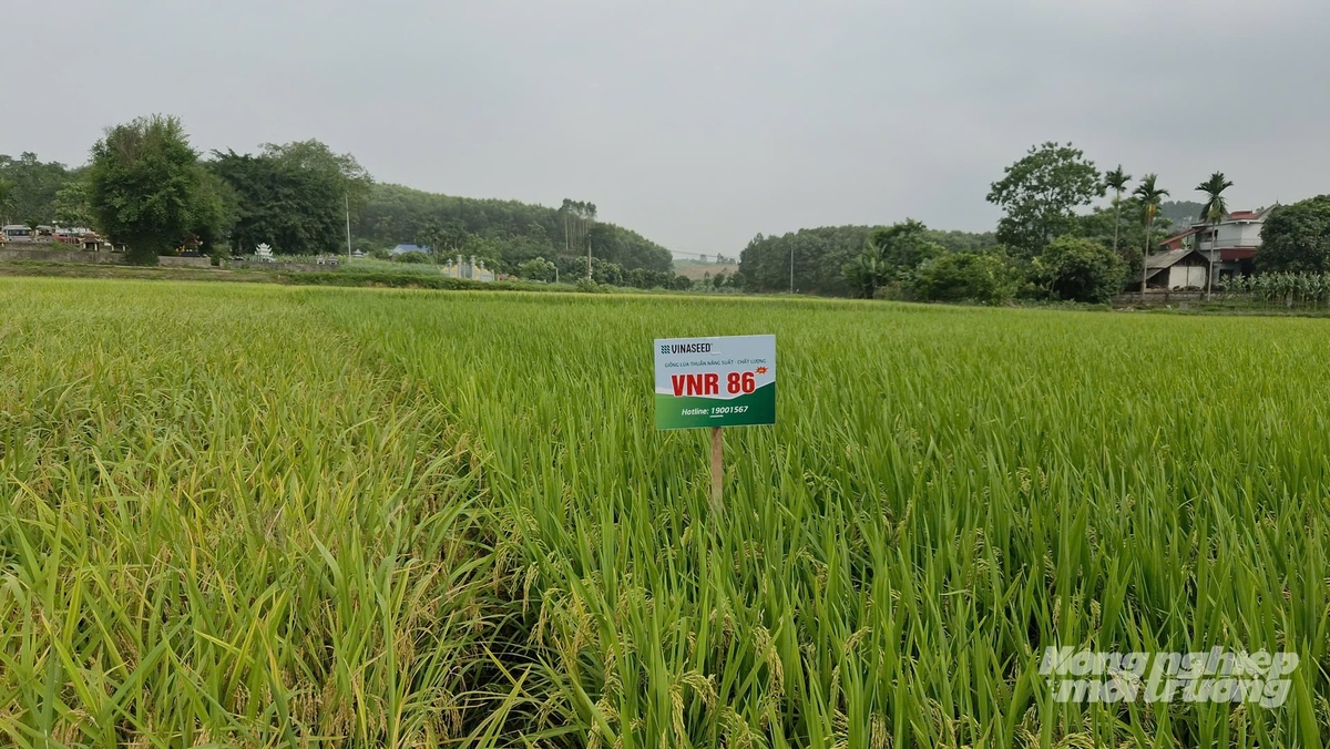 Hơn 3,3ha lúa VNR86 phát triển xanh tốt trên đồng ruộng xã Trường Sinh, tỉnh Tuyên Quang. Ảnh: Đào Thanh.