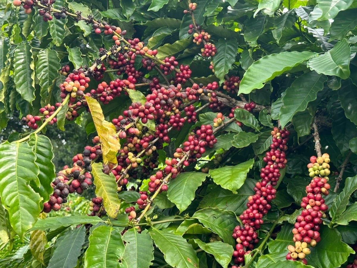 During the 2016–2026 period, WASI selected six new crop varieties. Photo: PC.