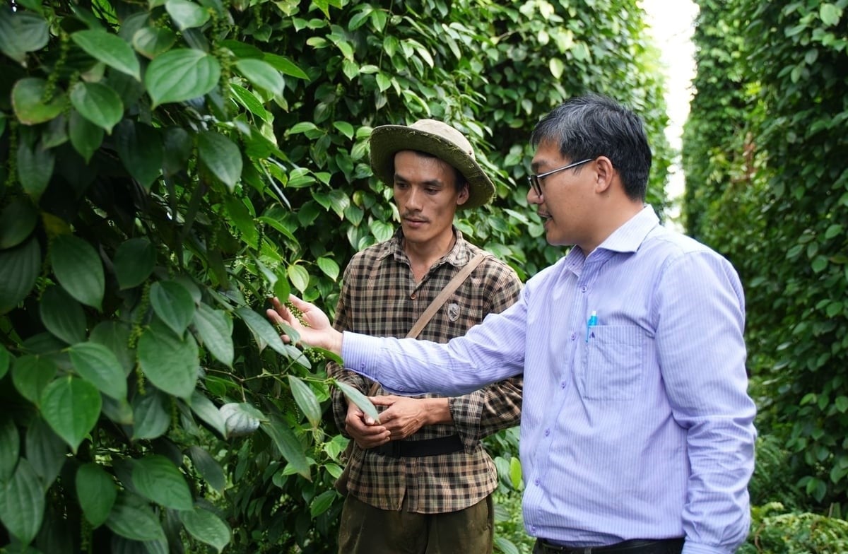 WASI has achieved significant results in research and transfer of key crop varieties in the Central Highlands. Photo: Phuong Chi.