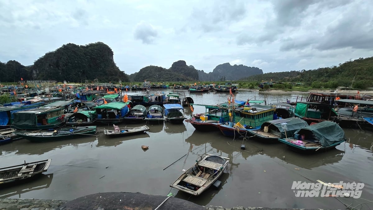 Đối tượng thụ hưởng là tàu cá đăng ký tại tỉnh Quảng Ninh có chiều dài từ 15 mét trở lên. Ảnh: Cường Vũ. 