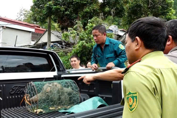 Lực lượng chức năng vây bắt thành công cá thể khỉ hoang xuất hiện tại phường Tô Hiệu, tỉnh Sơn La. Ảnh: Thu Hiền.
