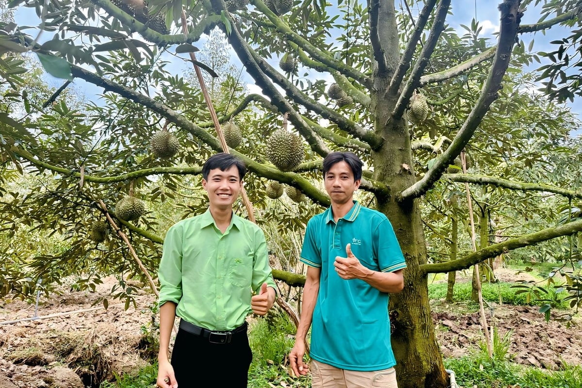 Kỹ sư VFC cùng Nông dân Cao Đình Trung - Tỉnh Vĩnh Long. Ảnh: Như Lê.