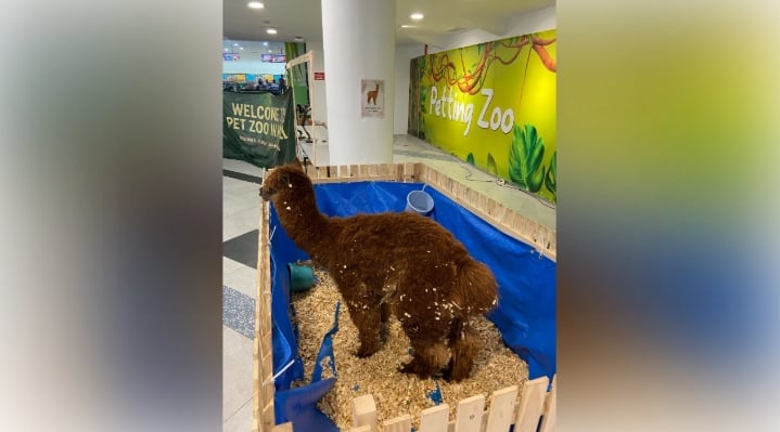 HÌnh ảnh cá thể lạc đà cừu (alpaca) bị nhốt trong một chiếc lồng nhỏ ngay giữa trung tâm thương mại Ampang Point (Malaysia). Ảnh: Threads. 