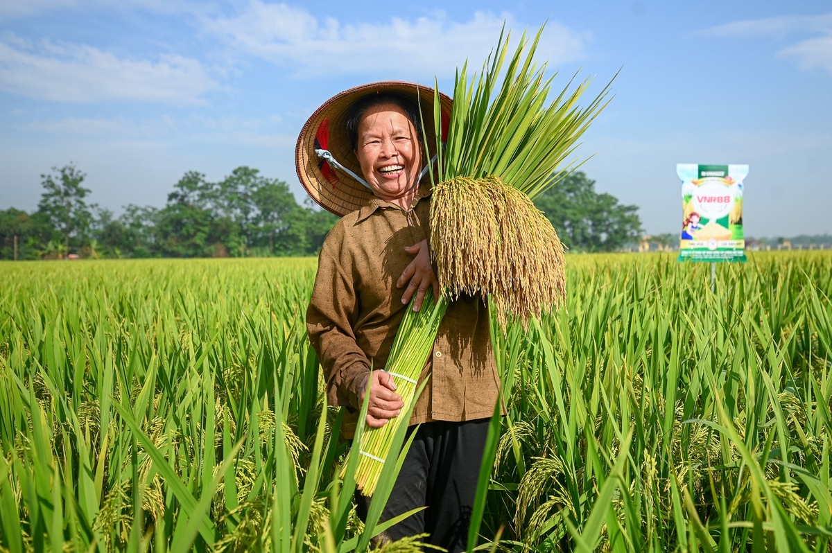 VNR88 của Vinaseed cùng giải pháp BVTV của VFC mang lại vụ mùa bội thu cho bà con nông dân Vĩnh Tường, Vĩnh Phúc. Ảnh: Tùng Đinh.