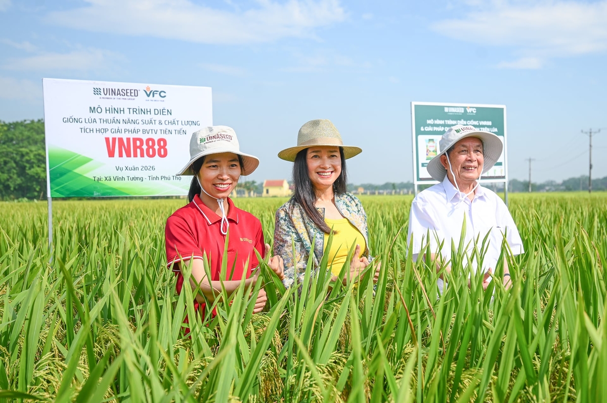 Bà Nguyễn Thị Trà My, Tổng Giám đốc Tập đoàn PAN, Chủ tịch HĐQT Tập đoàn Vinaseed (giữa) cùng GS.VS.TSKH Trần Đình Long (áo trắng) và tác giả của giống lúa Đỗ Thị Lan (áo đỏ) kiểm tra lúa VNR88 canh tác tại Vĩnh Tường. Ảnh: Tùng Đinh.