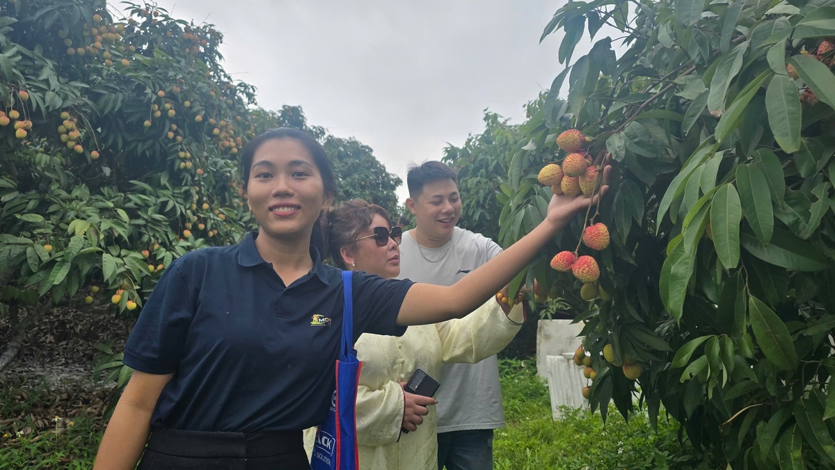 Vườn vải đẹp xã Phúc Hòa hấp dẫn du khách đến tham quan, chụp ảnh. Ảnh: Đinh Mười.