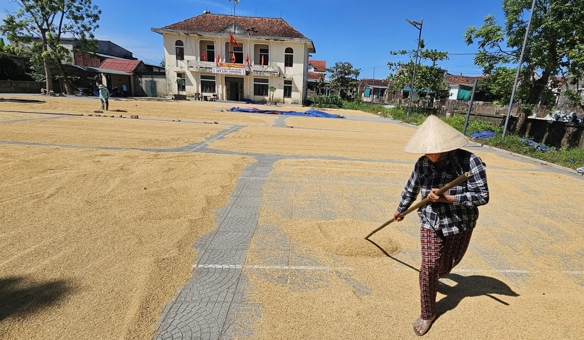Liên kết sản xuất, bao tiêu sản phẩm tạo động lực lớn cho nông dân gắn bó với ruộng đồng. Ảnh: Tâm Phùng.