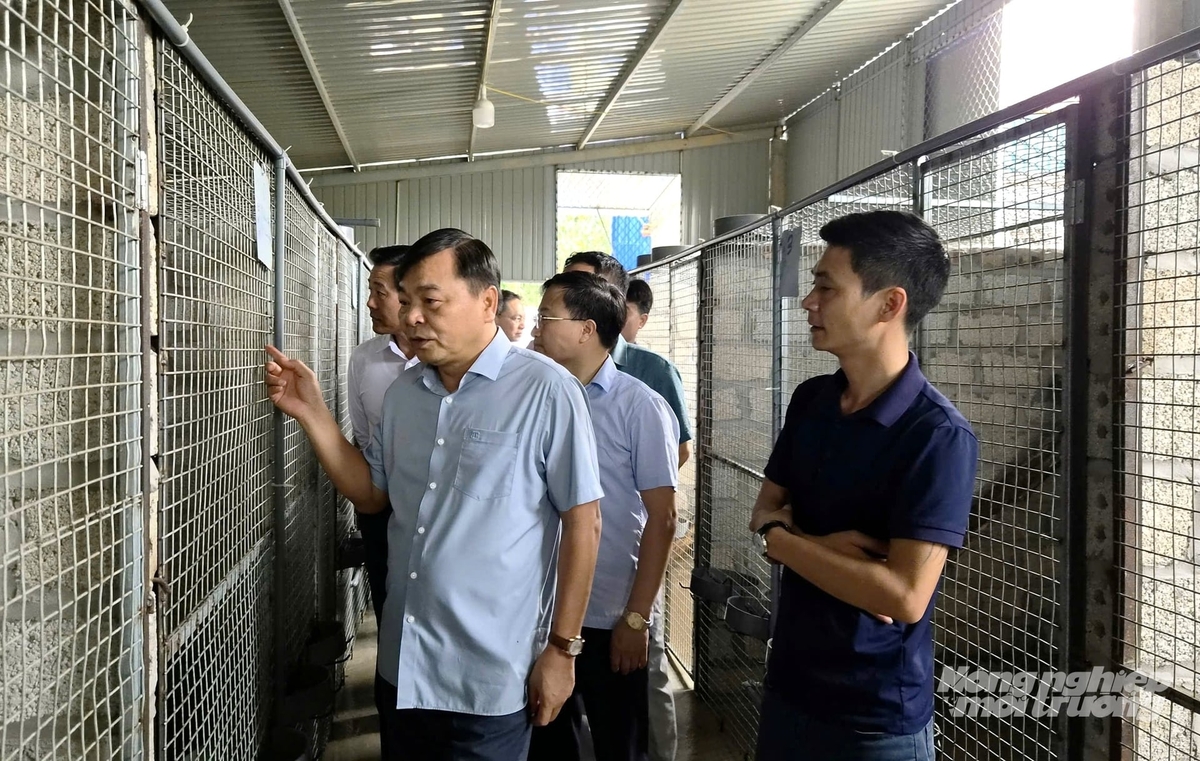 Thứ trưởng Nguyễn Hoàng Hiệp và đoàn công tác tham quan mô hình nuôi chồn tại xã Tân Thanh. Ảnh: Đào Thanh.