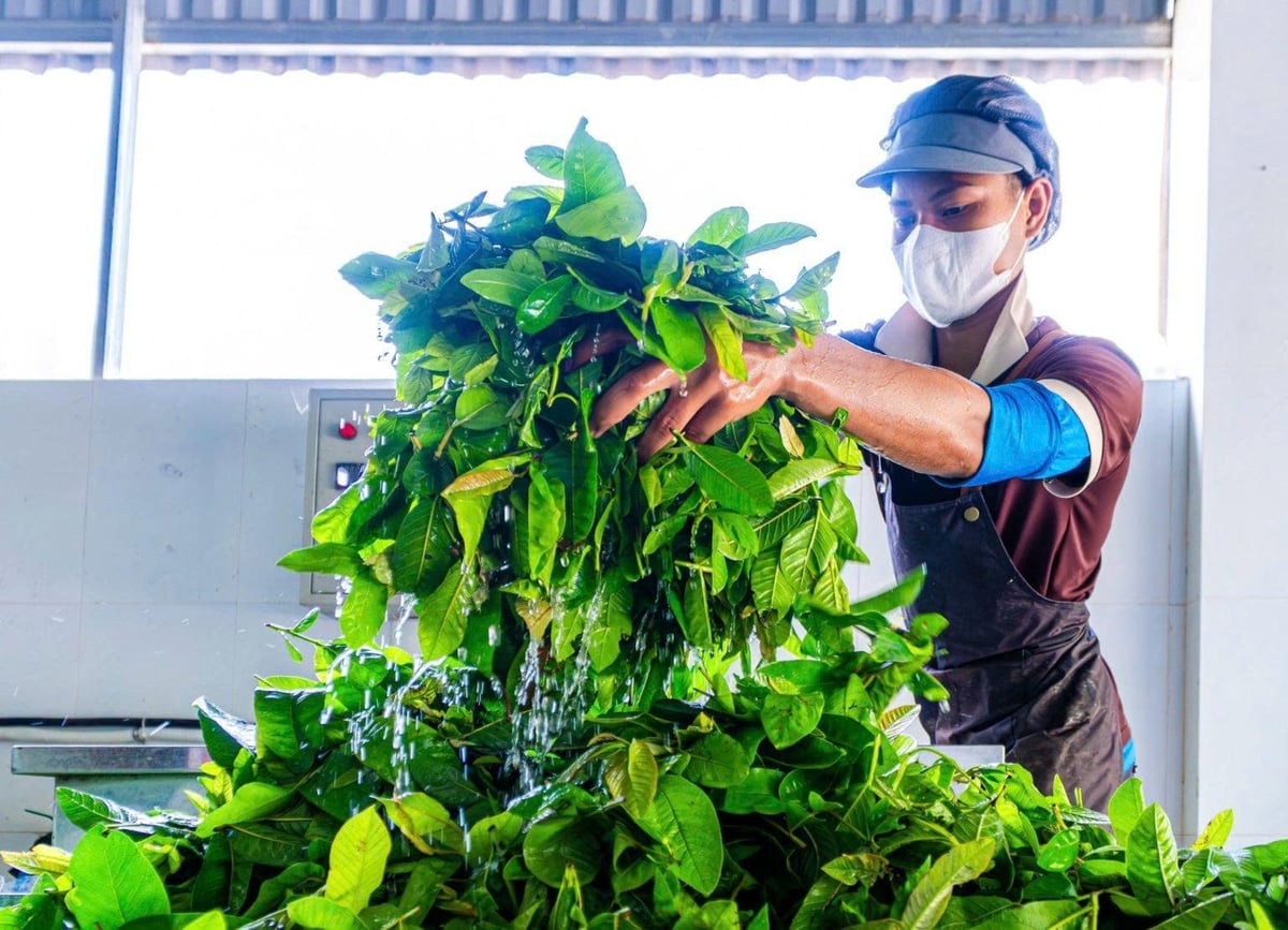 Những sản phẩm từ nông sản địa phương của tỉnh Quảng Ngãi khi tham gia chương trình OCOP đã được chế biến, tiêu thụ ở nhiều địa phương. Ảnh: S.B.