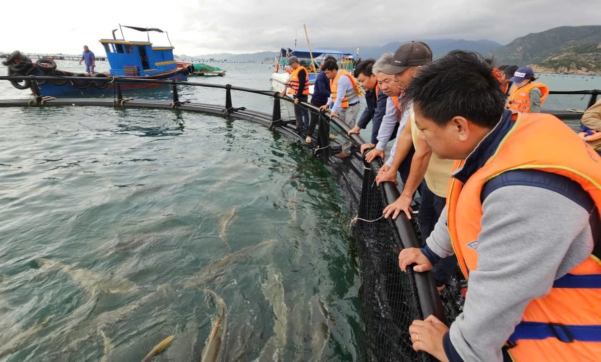 Tham quan mô hình nuôi biển công nghệ cao tại vịnh Cam Ranh. Ảnh: KS.
