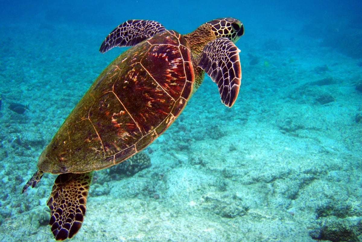 Tháng 10/2025, IUCN công bố thông tin tích cực về loài rùa vích (Chelonia mydas): Chúng đã chính thức thoát khỏi nguy cơ tuyệt chủng. Ảnh minh họa.