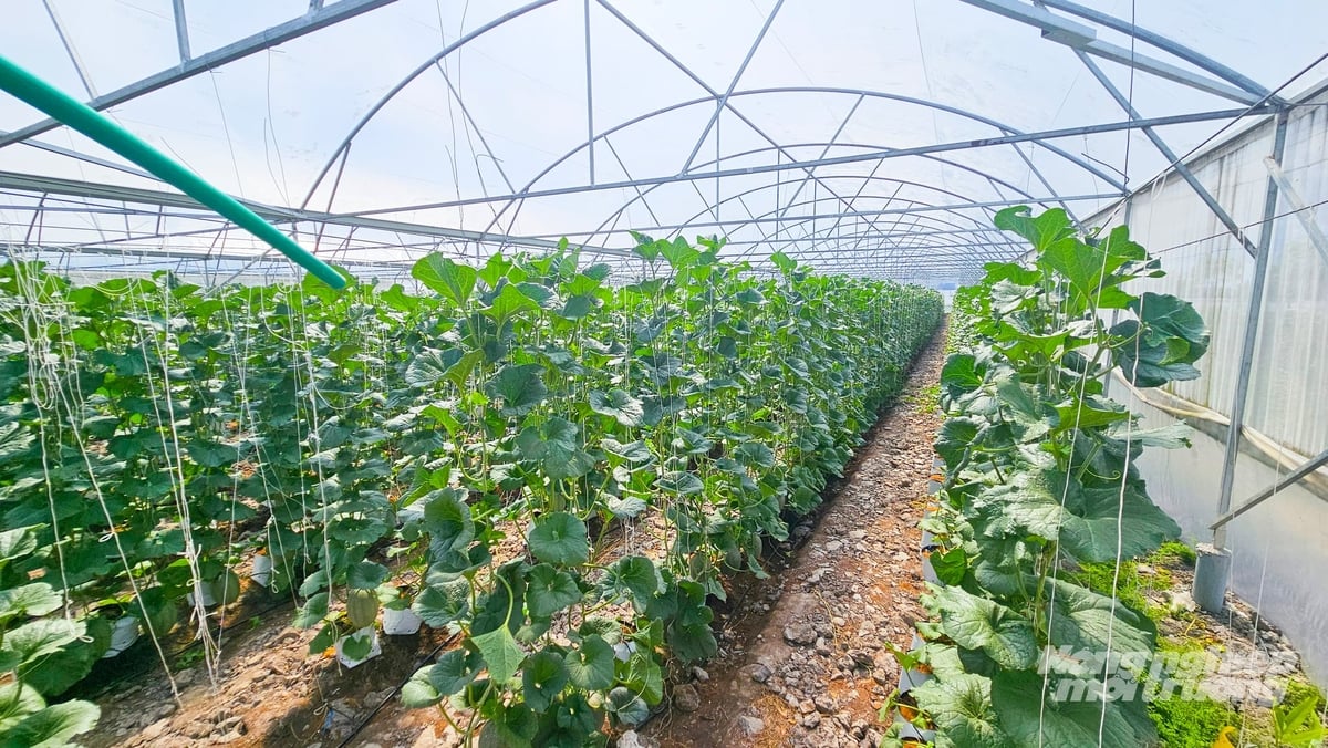 Mô hình trồng dưa lưới trong nhà kính tại phường Long Bình, giúp nâng cao giá trị nông sản, mở hướng phát triển nông nghiệp sạch tại địa phương. Ảnh: Văn Vũ.