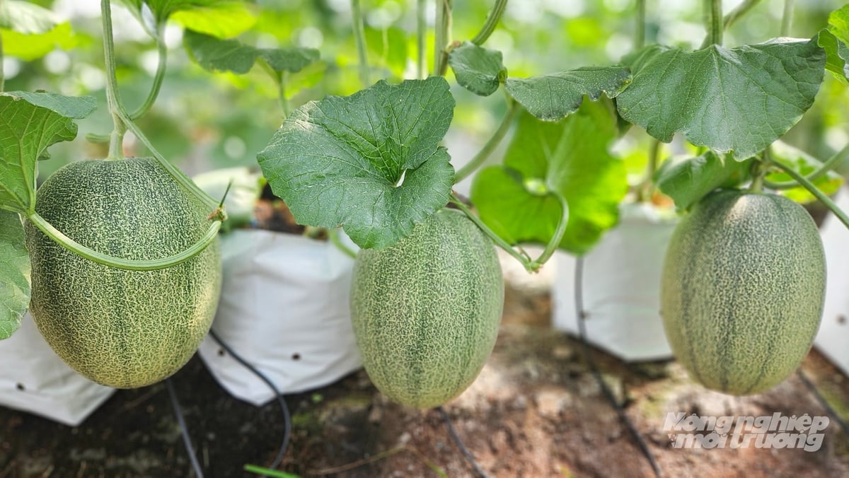 Dưa lưới phát triển đồng đều, mẫu mã đẹp nhờ áp dụng quy trình canh tác sạch trong nhà màng. Ảnh: Văn Vũ.