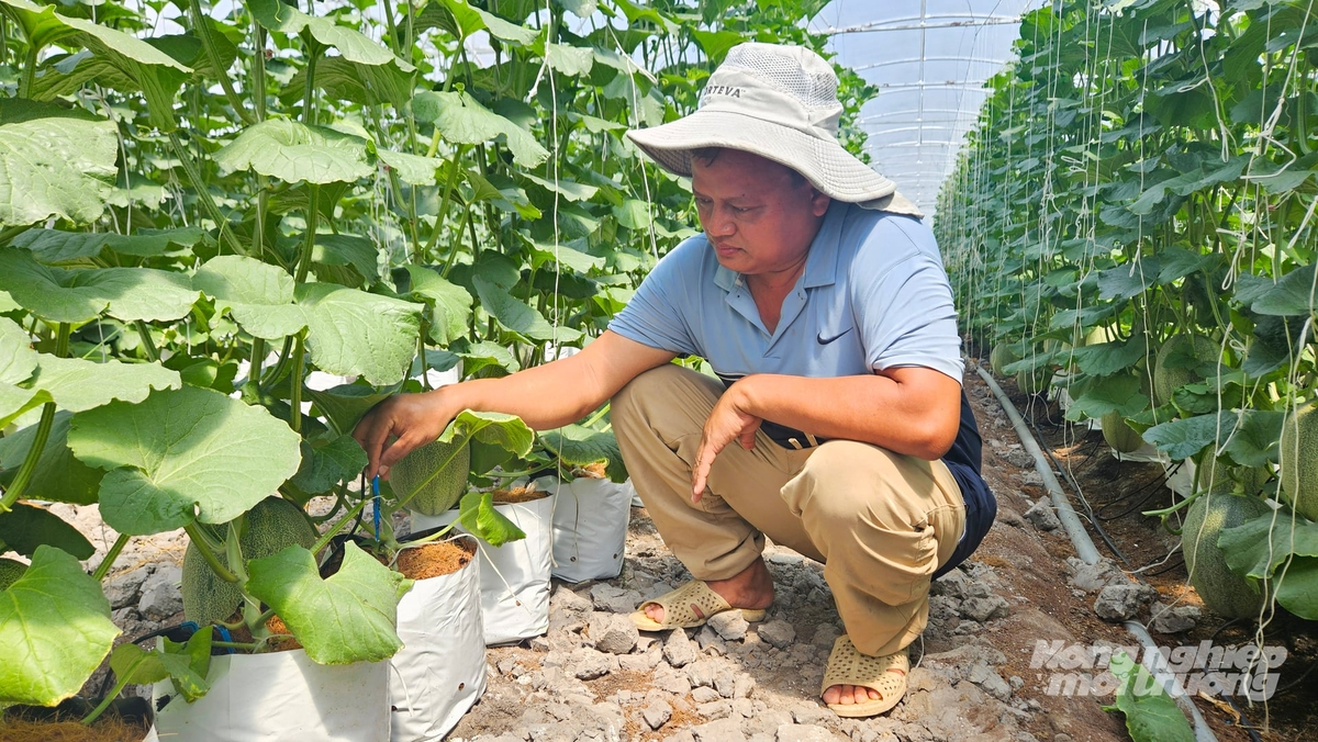 Anh Nguyễn Thành Đạt, cán bộ kỹ thuật HTX Minh Anh kiểm tra sinh trưởng của dưa lưới, áp dụng hệ thống tưới tự động và kỹ thuật chăm sóc hiện đại. Ảnh: Văn Vũ.