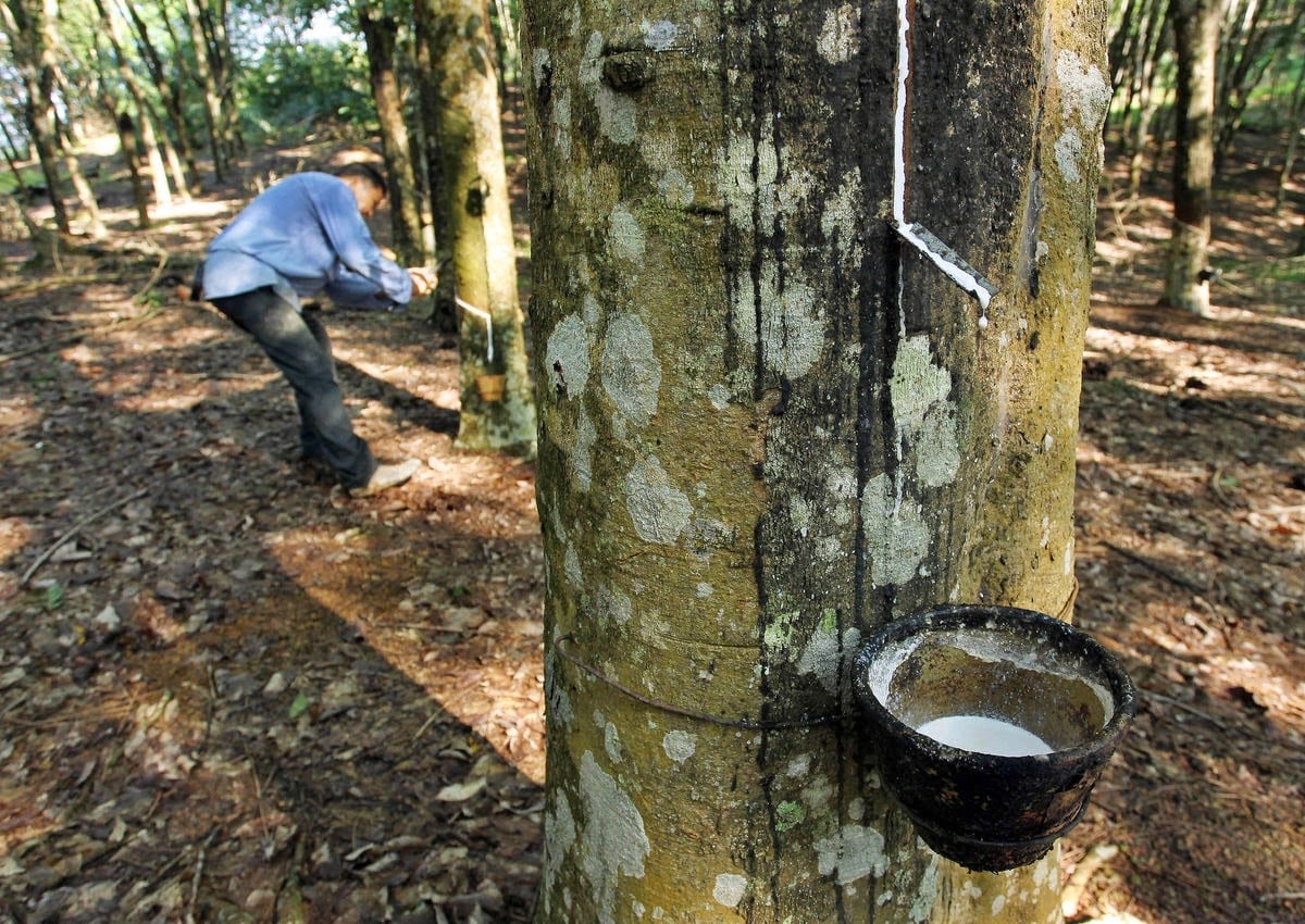 Rubber prices on May 25, 2026: Mixed fluctuations.