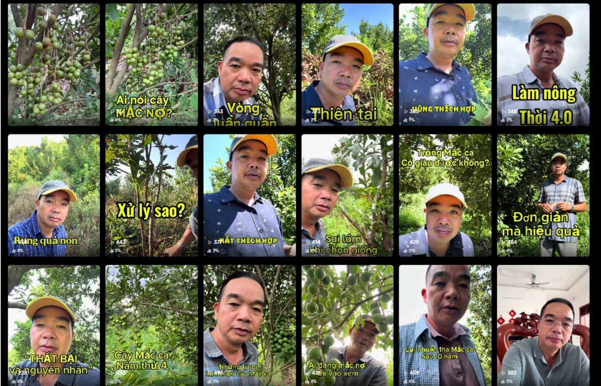 Trên kênh tiktok cá nhân của mình, anh Ngọc thường xuyên chia sẻ kinh nghiệm trồng cây mắc ca. Ảnh: Chụp màn hình.