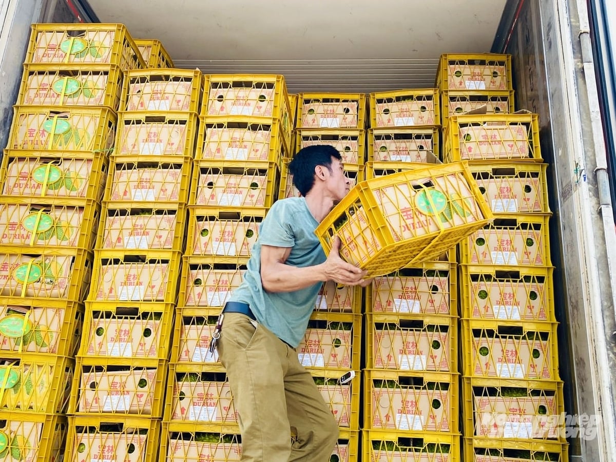 Nhà vườn và HTX sầu riêng tại Đồng Tháp siết chặt quy trình canh tác an toàn để giữ vững thị trường xuất khẩu trong giai đoạn cạnh tranh mới. Ảnh: Lê Hoàng Vũ.