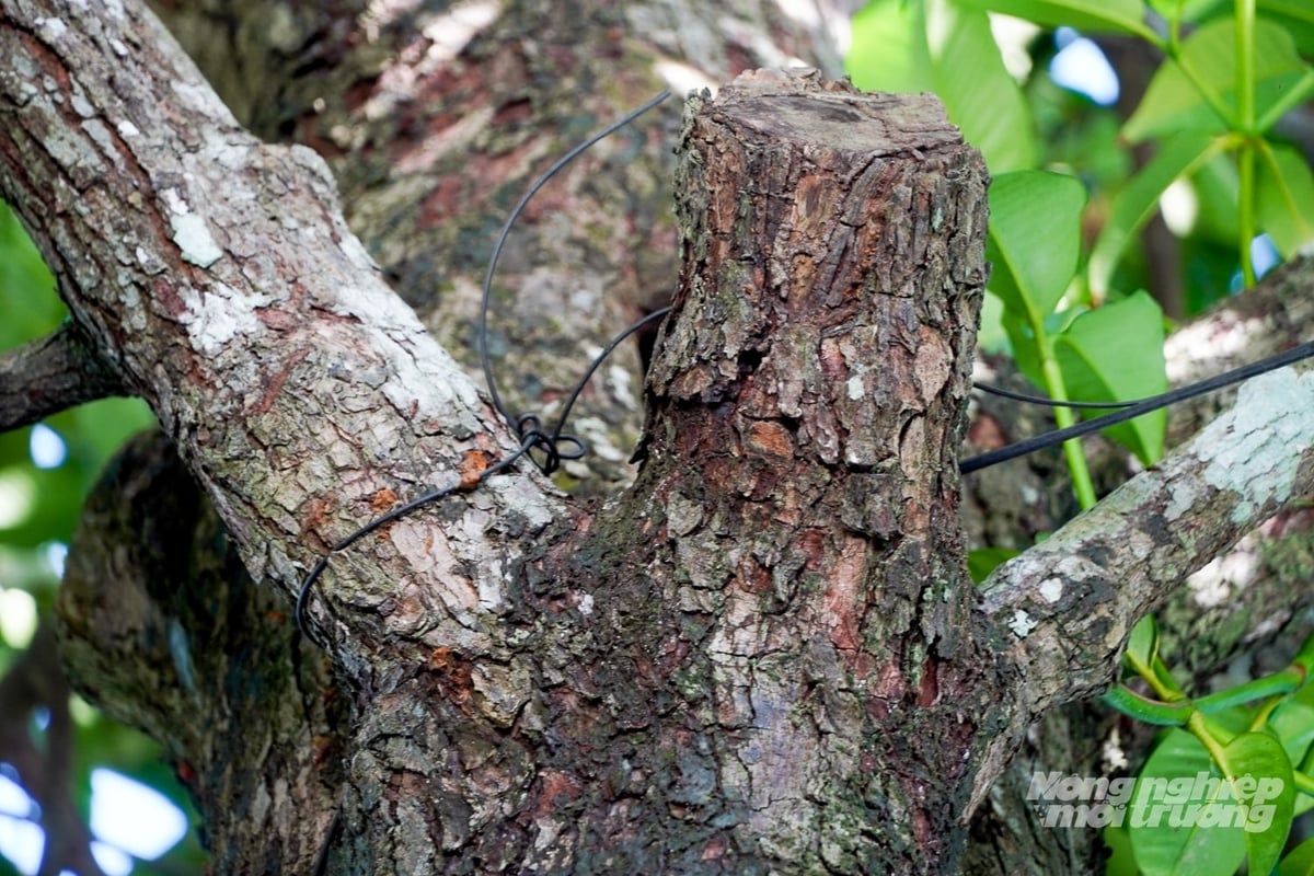 The trunk of the century-old mangosteen tree remains healthy and continues to grow well despite the passage of time. Photo: Kim Anh.