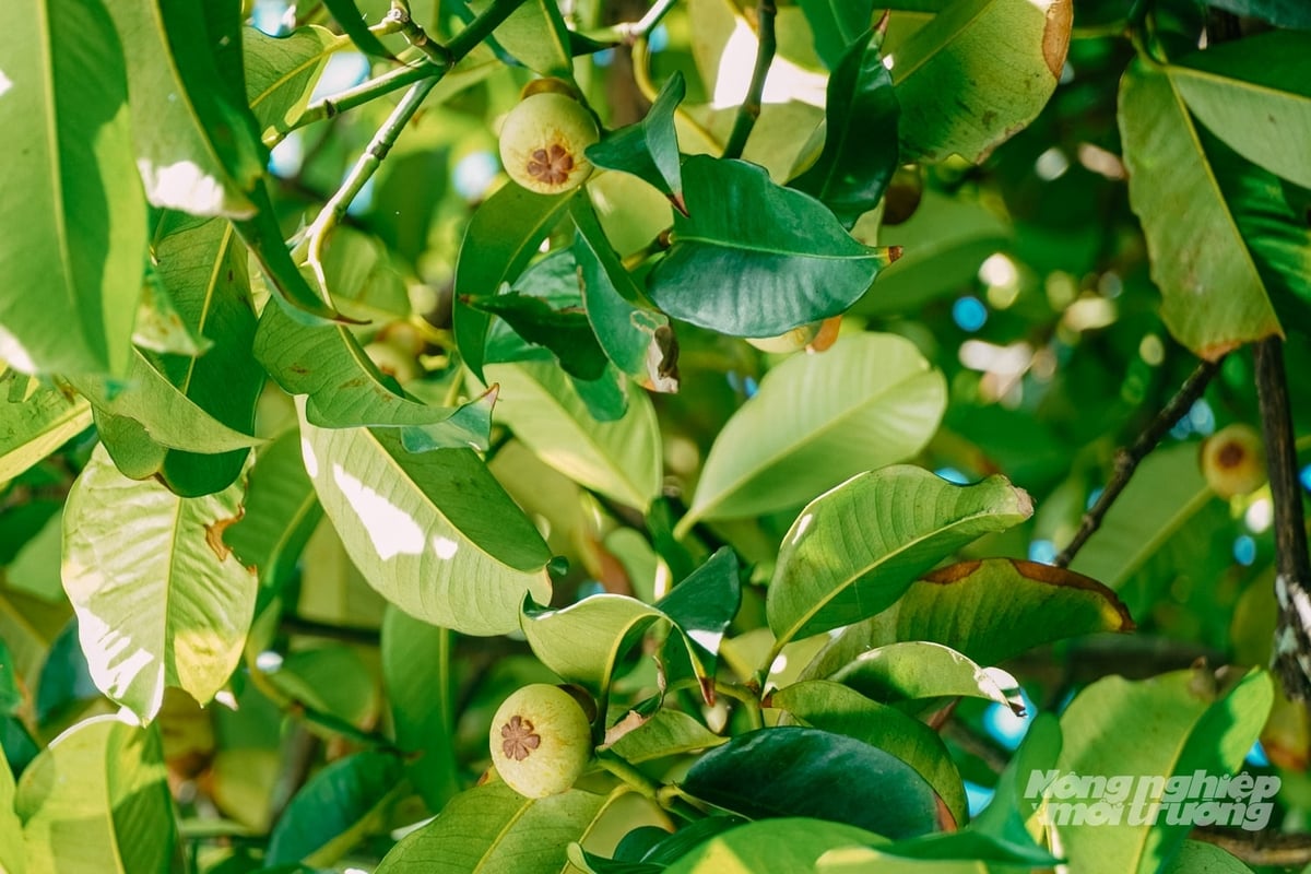 The century-old mangosteen trees are currently in their fruit-bearing stage, producing more than 300 kilograms of fruit per tree each year. Photo: Kim Anh.