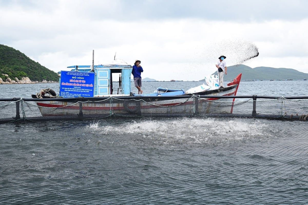 Nuôi thủy sản ven bờ. Ảnh: Tùng Đinh.