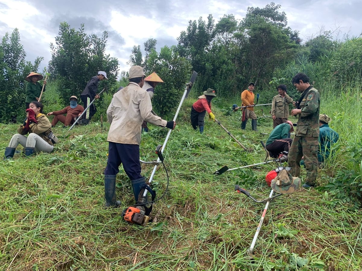 Vườn mắc ca của anh Ngọc tạo việc làm cho nhiều người dân địa phương. Ảnh: NVCC. 