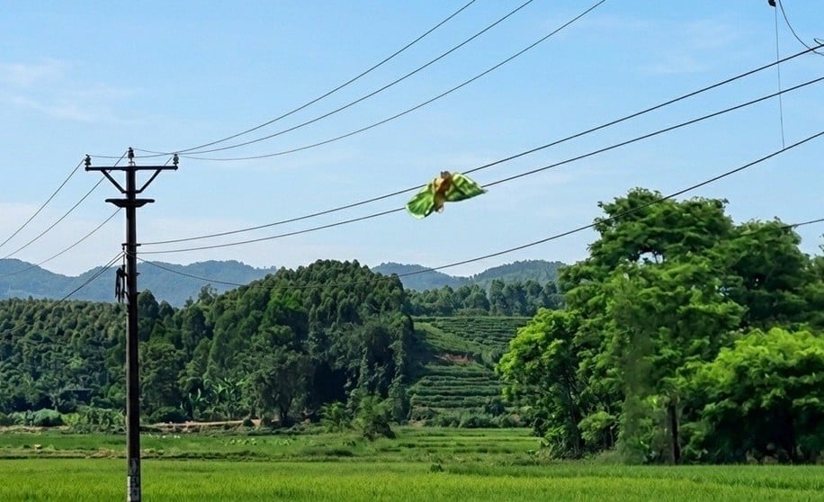 Việc diều vướng vào đường dây điện gây sự cố, ảnh hưởng đến việc cung cấp điện phục vụ sinh hoạt và sản xuất của người dân. Ảnh: Công ty Điện lực Phú Thọ.