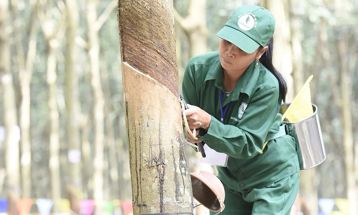 Rubber prices today, May 27, 2026: Domestic market stable, global market mixed.