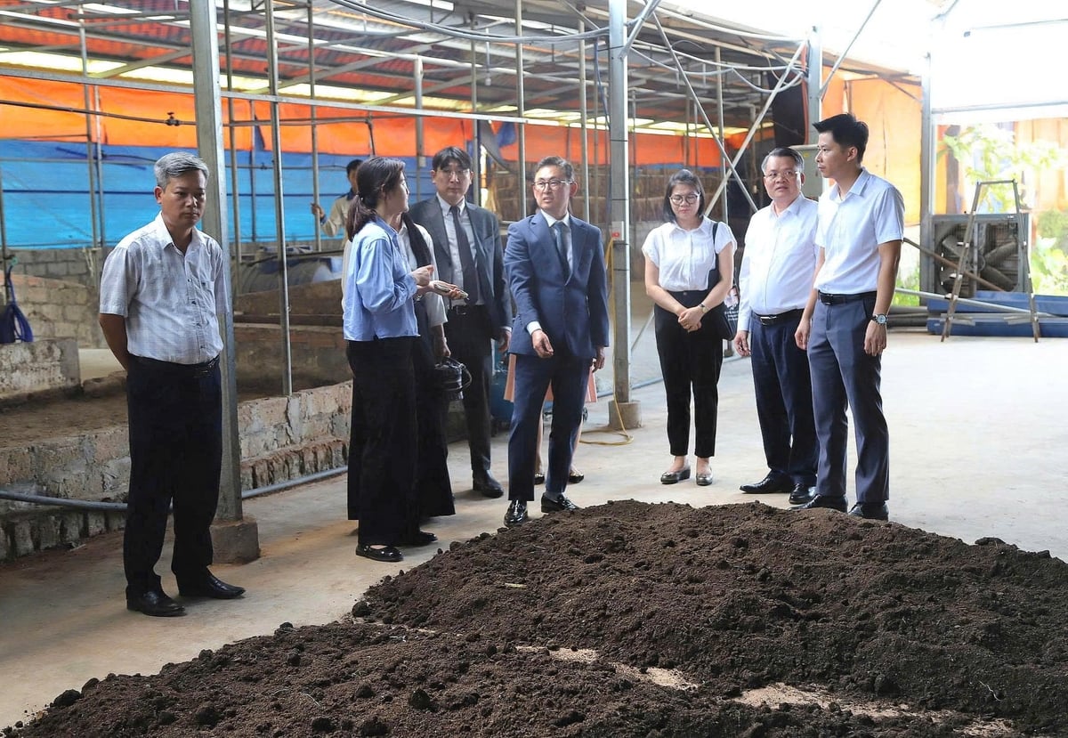 Đoàn công tác khảo sát thực tế trại giun quế của Hợp tác xã Đầu tư Phát triển Sông Giá. Ảnh: Hoàng Phong.