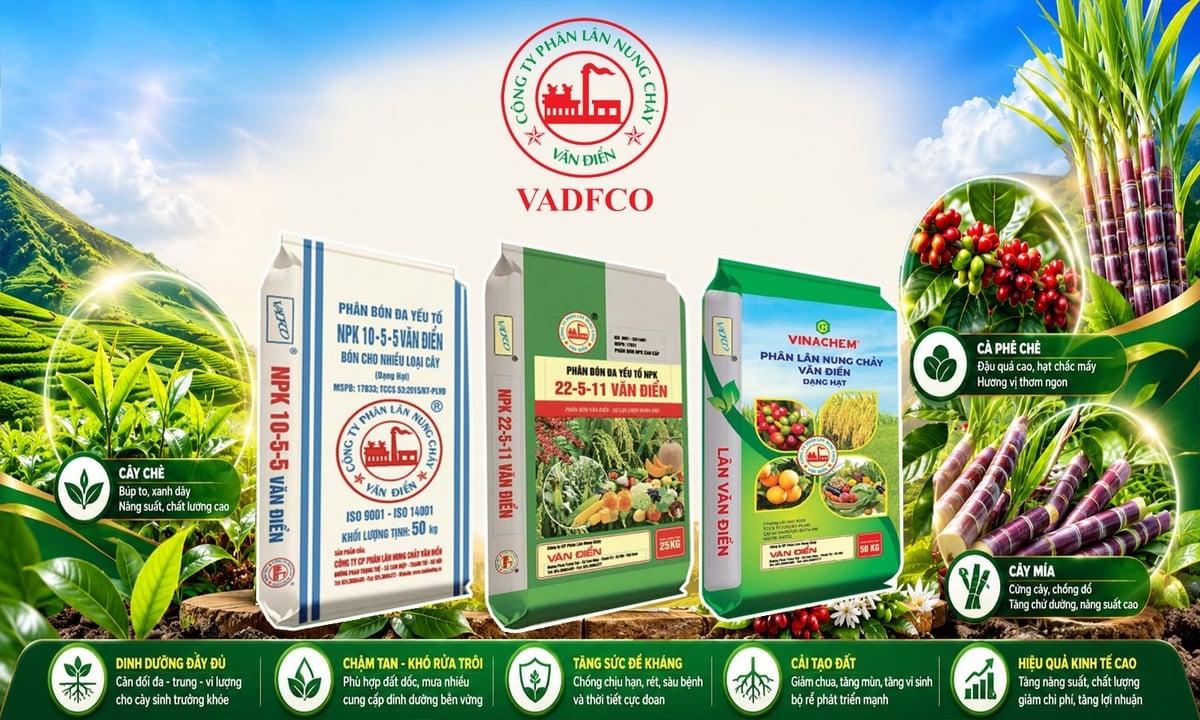Phân bón Văn Điển giúp cây công nghiệp miền núi phía Bắc vượt thời tiết bất thuận. Ảnh: Thuyết Lê.