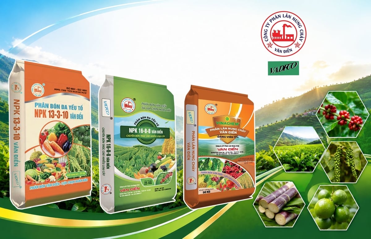 Bà con nông dân ưu chuộng sử dụng Phân lân nung chảy Văn Điển, phân đa yếu tố NPK Văn Điển 13.3.10, NPK 16.8.8 Văn Điển bón cho cây công nghiệp. Ảnh: Thuyết Lê.