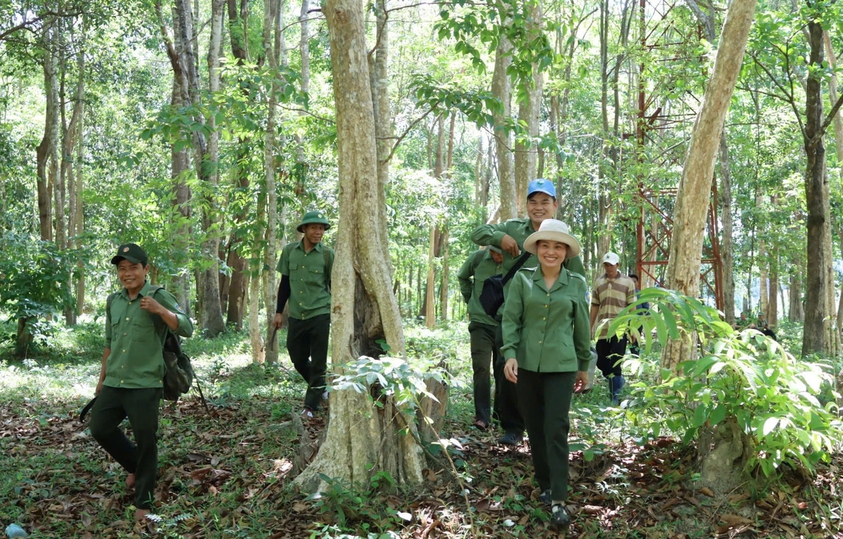 Quang Ngai Province currently has more than 1.14 million hectares of forest and forestry land. Photo: L.K.