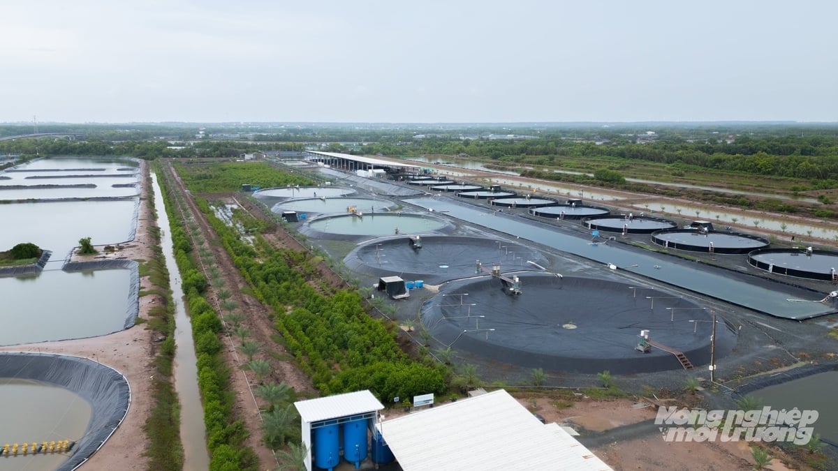 In Vinh Long, the high-tech whiteleg shrimp farming area has increased rapidly from 2,382 ha to around 7,000 ha. Photo: Minh Dam.