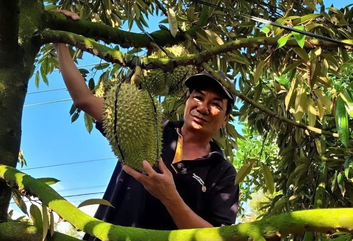 Pressure to control quality, particularly heavy metal residues, is becoming an urgent requirement for Viet Nam’s durian industry. Photo: Minh Dam.