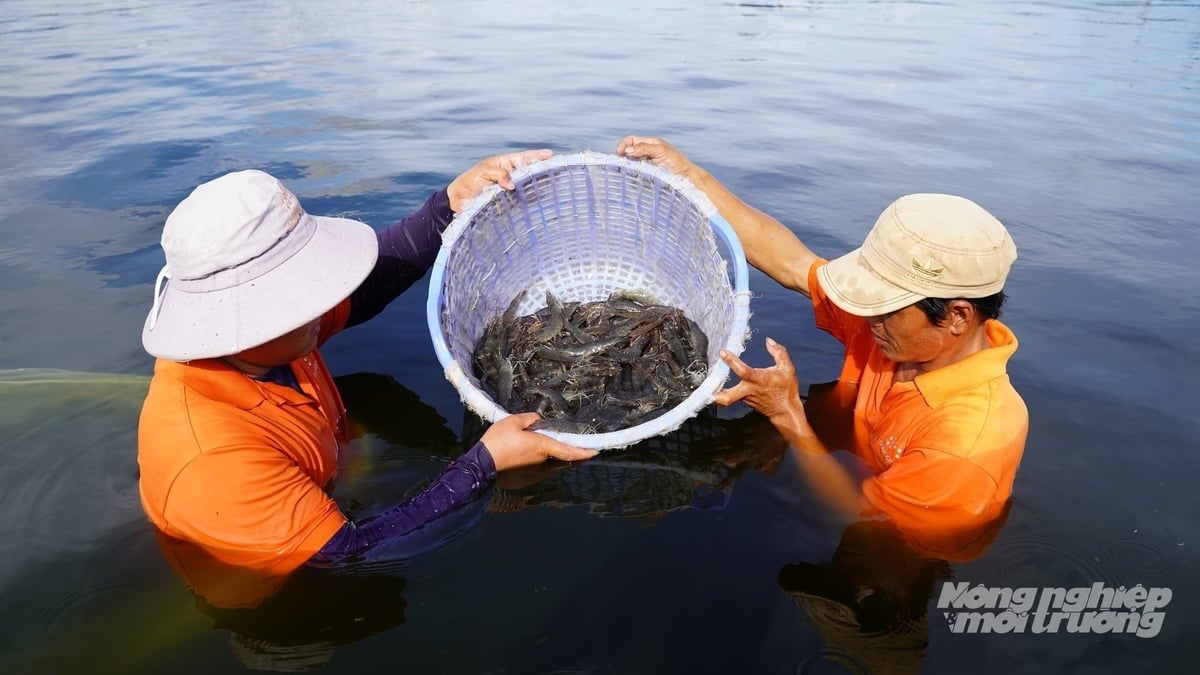 Under the development orientation toward 2030, the total whiteleg shrimp farming area in Vinh Long province is projected to reach around 26,200 ha, of which approximately 10,000 ha will apply high technology. Photo: Minh Dam.