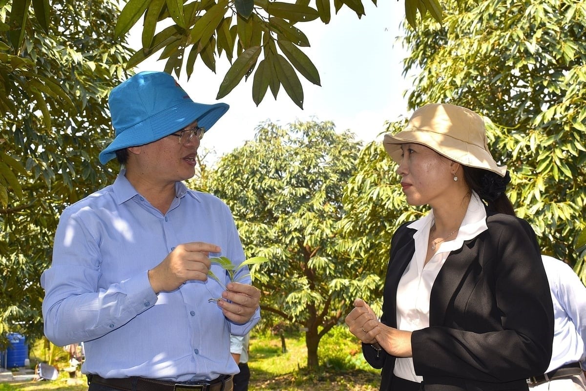 A delegation from the Plant Production and Protection Department visits a cadmium mitigation model for durian orchards in Dong Thap province implemented by the Southern Fruit Research Institute in early 2026. Photo: Minh Dam.