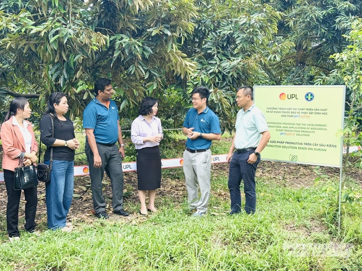 Đại diện Cục Trồng trọt và Bảo vệ thực vật cùng Công ty TNHH UPL Việt Nam tham quan mô hình giải pháp Pronutiva® trên cây sầu riêng tại xã Hậu Mỹ, tỉnh Đồng Tháp. Ảnh: Lê Hoàng Vũ.